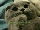 BURSA NILUFERDEN SEVIMLI MINIK BRITISHSHORTHAIR  VE SCOTTISH FOLD YAVRULAR GORUSULUR