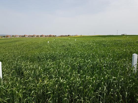 SİLİVRİ ÇANTADA SATILIK KONUT İMARLI ARSALAR