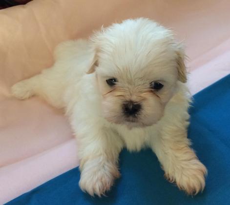 3.000 tl shih tzu sahibinden