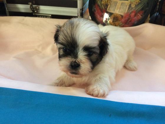 3.000 tl shih tzu sahibinden