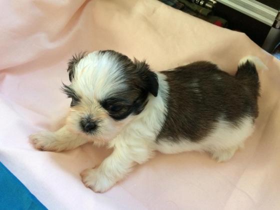 3.000 tl shih tzu sahibinden
