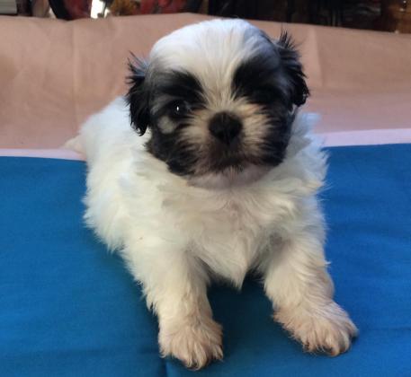 3.000 tl shih tzu sahibinden