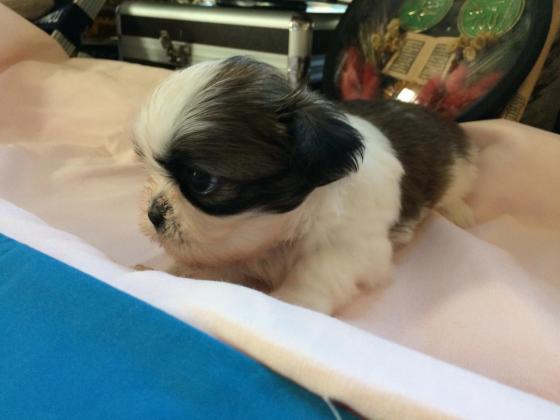 3.000 tl shih tzu sahibinden
