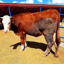 SATILIK SİMENTAL KURBANLIK DAMIZLIK BESİLİK KESİMLİK YAYLIMLIK DANALAR DÜVELER İNEKLER BOĞAL