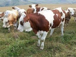 KARS HAYVAN PAZARI SATLIK SİMENTAL DANALAR DÜVELER BOĞALAR İNEKLER TOSUNLAR