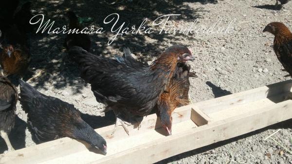 ATAKS TAVUK SATIŞI