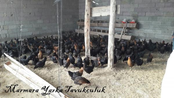 ATAKS TAVUK SATIŞI