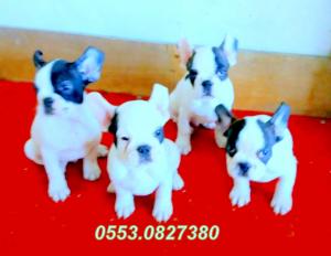 SAFKAN FRENCH BULLDOG YAVRULARIMIZ  0553.0827380
