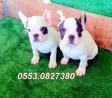 ERKEK VE DİŞİ FRANSIZ BULLDOG YAVRULAR 0553.0827380