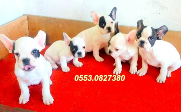 FRENCH BULLDOG YAVRULAR İZMİR …0553.0827380