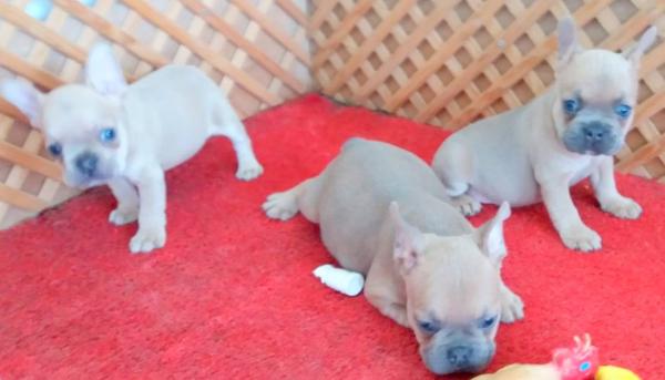 BLUE FAWN İSABELLA TAŞIYICI FRENCH YAVRULAR....iletşim...05530827380